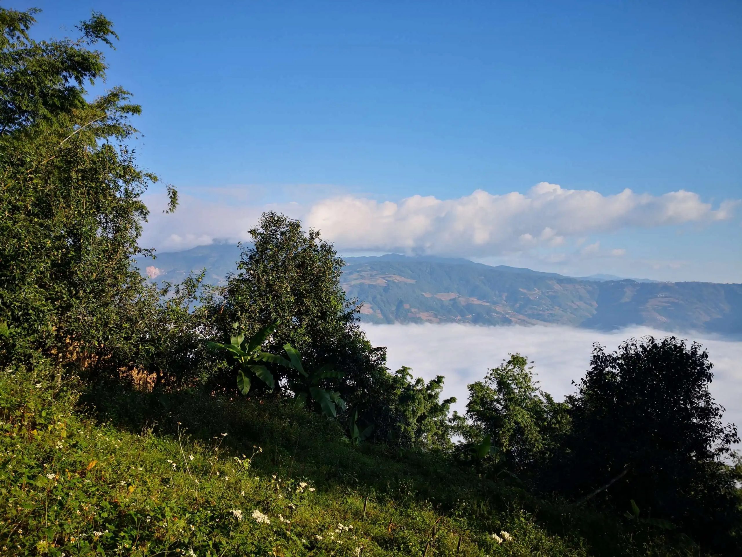 2023年邦崴古樹 春茶品質如何？