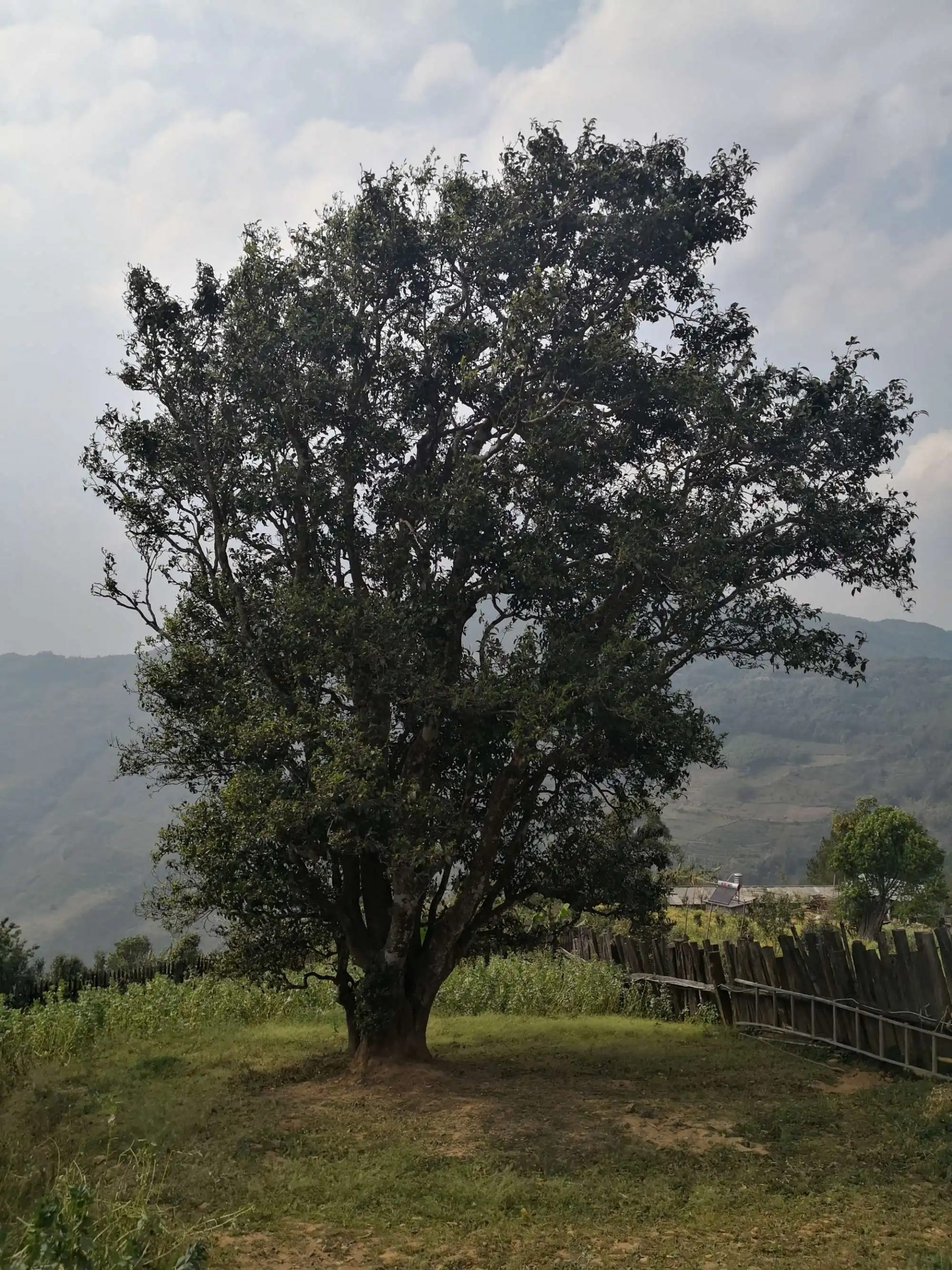 2023年邦崴古樹春茶口感怎么樣？