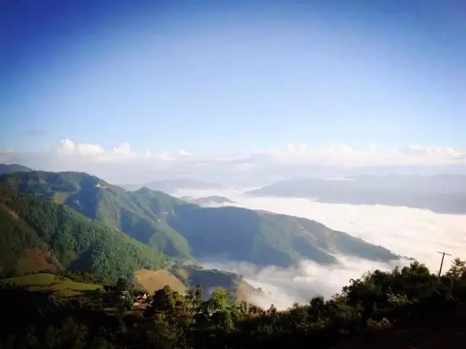 2023邦崴古樹春茶特點(diǎn)是什么？