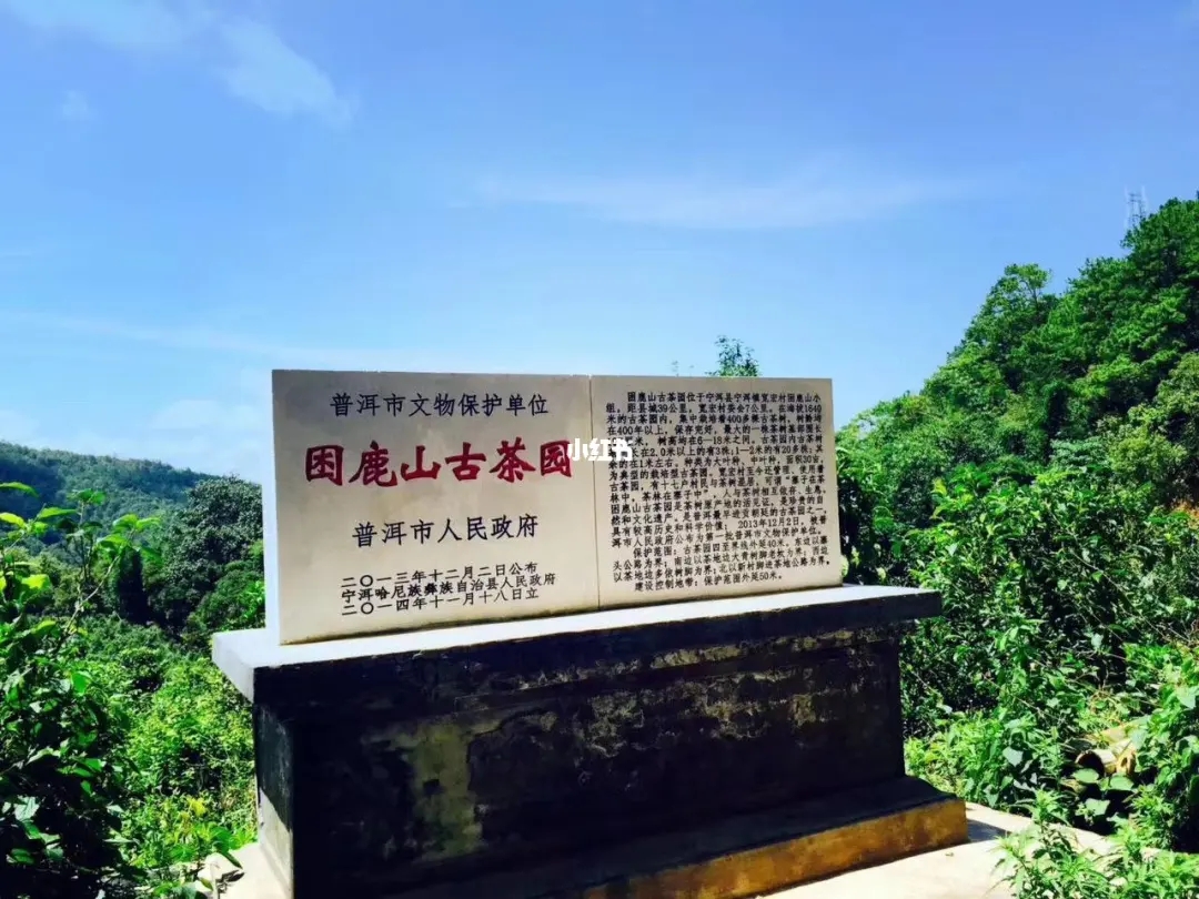 2023年困鹿山古樹春茶特點是什么？