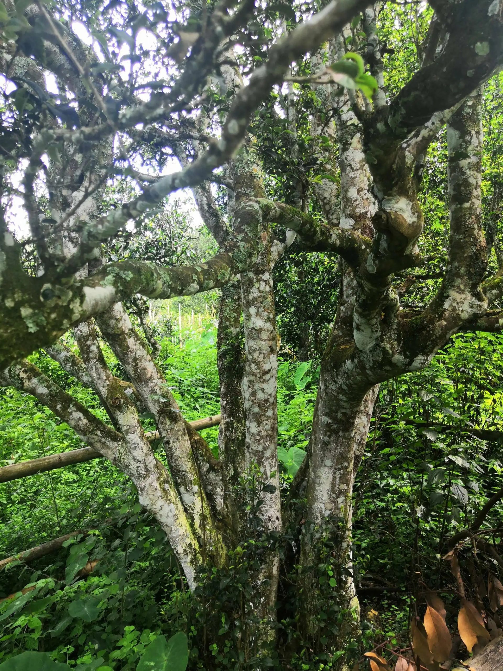 2023年困鹿山古樹春茶價格是多少？