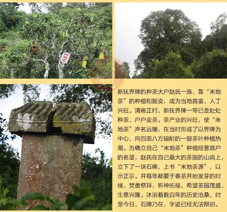 2023迷帝古樹春茶品質(zhì)如何？