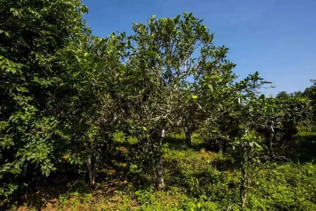 2023年迷帝古樹(shù)春茶口感怎么樣？