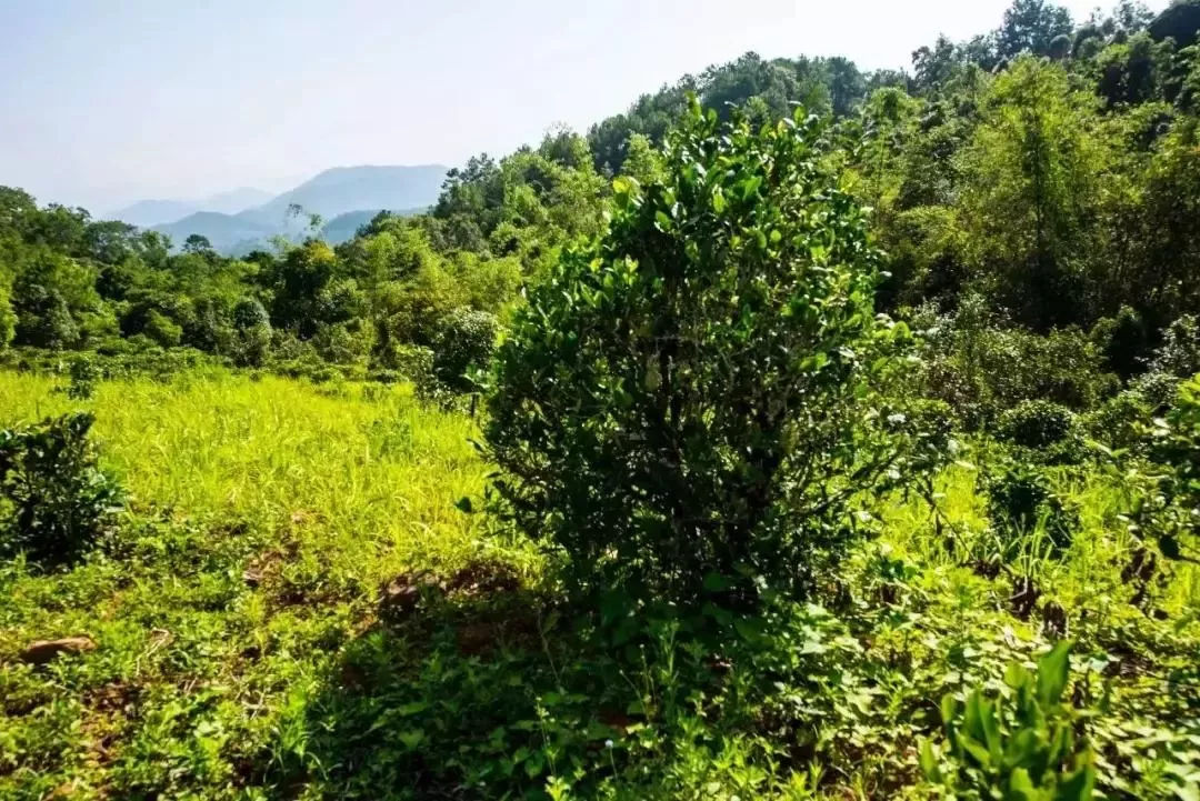 2023年迷帝古樹春茶特點(diǎn)是什么？