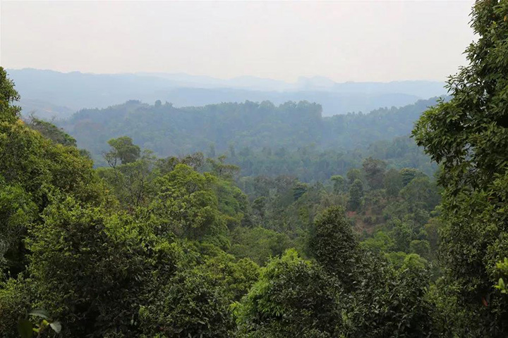 2023苦竹山古樹春茶口感怎么樣？