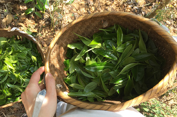 2023小戶賽古樹春茶價格是多少？