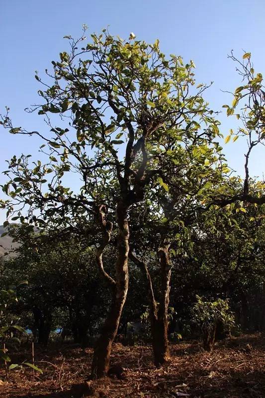 2023年小戶賽古樹春茶多少錢一公斤？