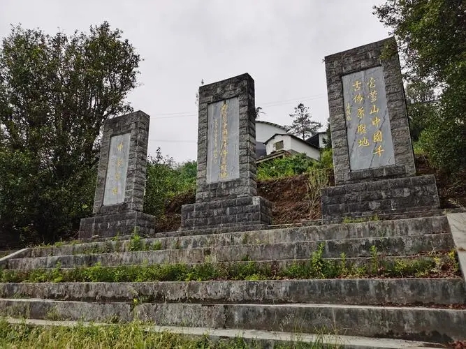 2023年白鶯山古樹春茶品質(zhì)如何？