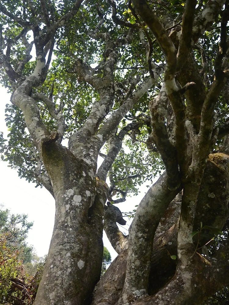 2023年白鶯山古樹春茶多少錢一公斤？