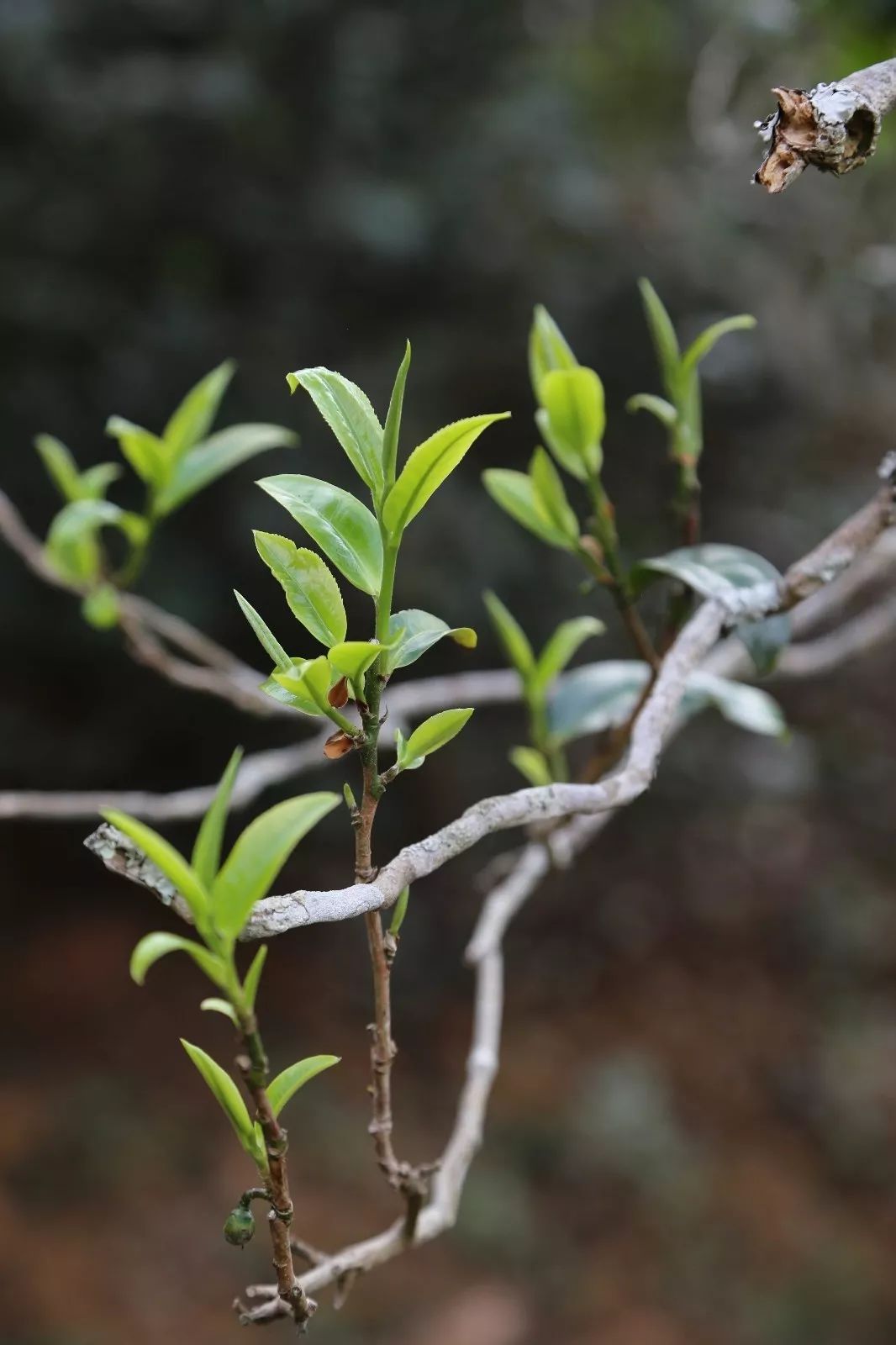 2023年昔歸古樹(shù)春茶特點(diǎn)是什么？