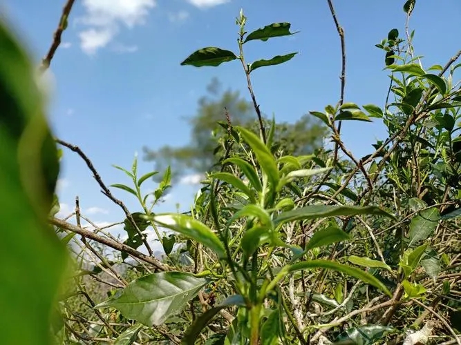 2023年昔歸古樹春茶價(jià)格是多少？