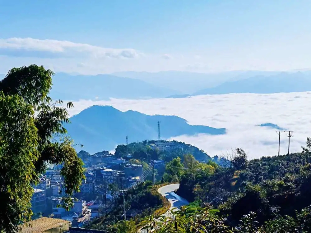 2023年邦東古樹春茶品質(zhì)如何？