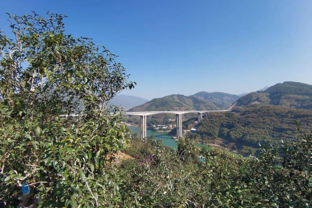 2023年邦東古樹春茶口感怎么樣？