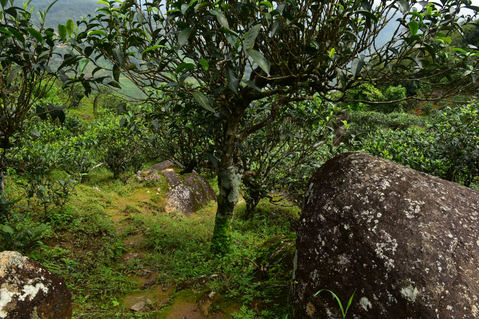 2023年邦東古樹春茶特點是什么？