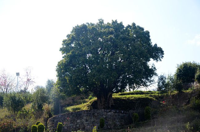 2023年香竹箐古樹(shù)春茶特點(diǎn)是什么？