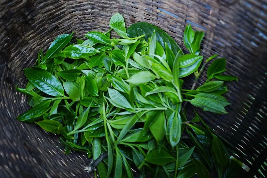 2023年香竹箐古樹春茶多少一公斤？