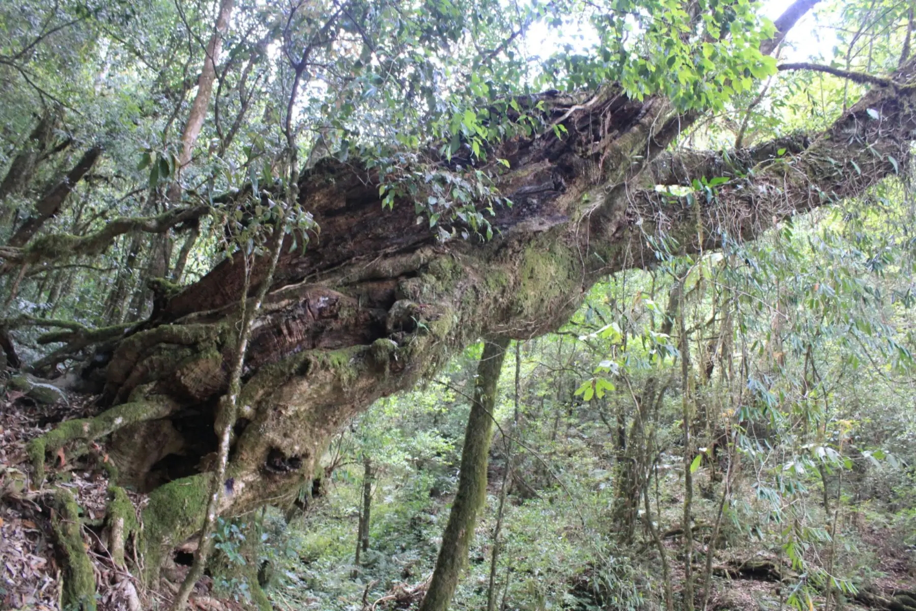 2023年大雪山古樹春茶口感怎么樣？