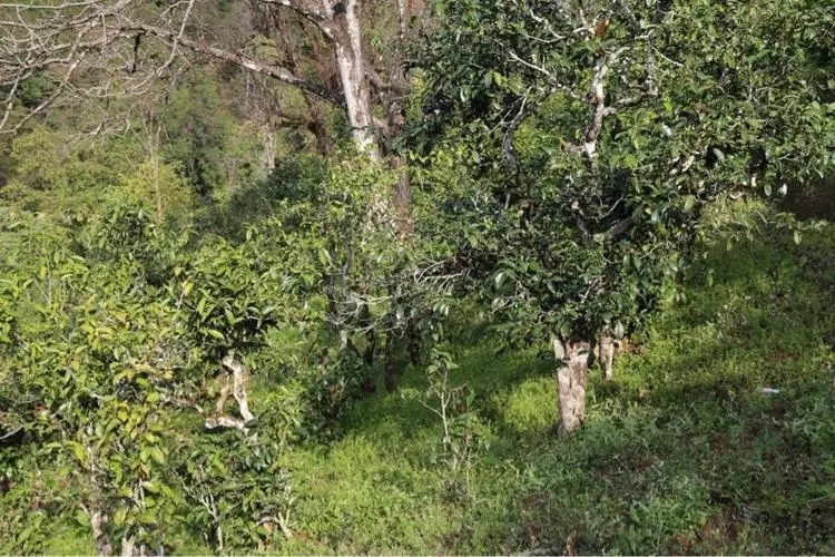 2023年大雪山古樹春茶價格是多少？