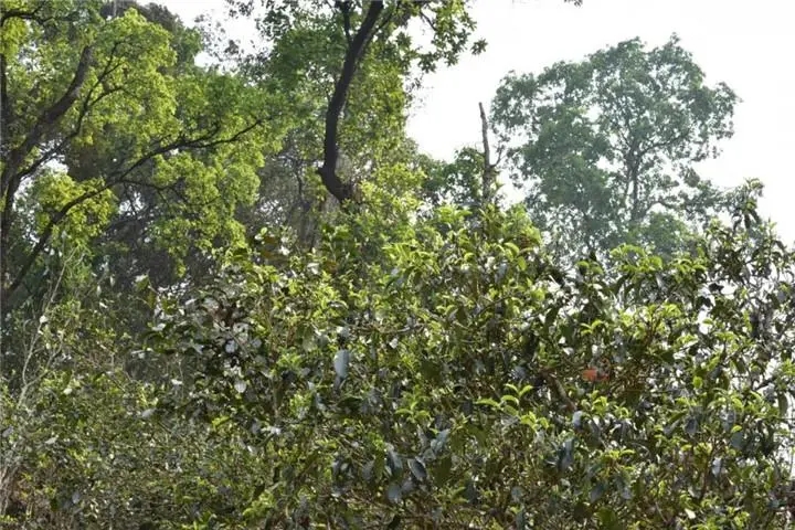 2023年大雪山古樹春茶多少錢一公斤？