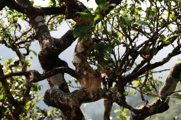 2023年忙肺古樹(shù)春茶價(jià)格是多少？