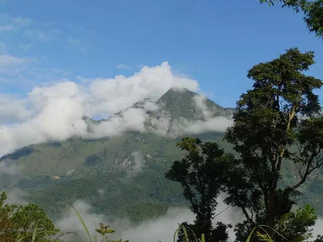 2023年忙肺古樹(shù)春茶多少一公斤？