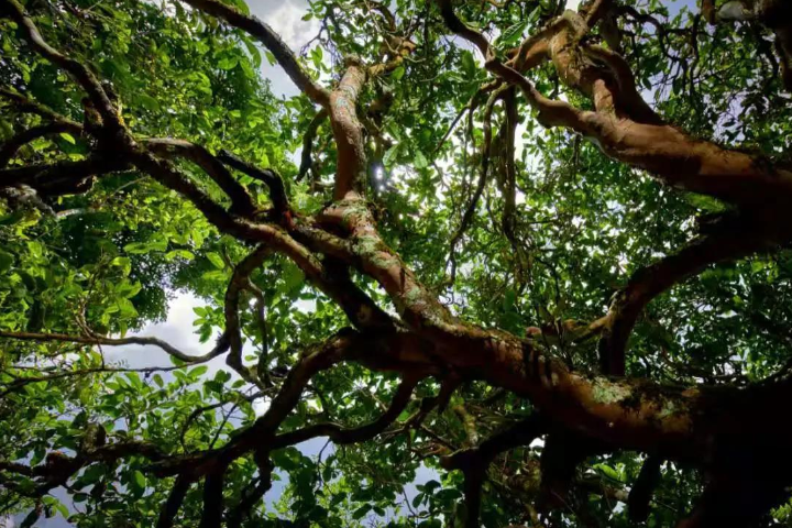 2023年那罕古樹春茶價(jià)格是多少？