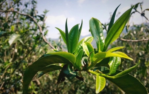 2023年小戶賽古樹春茶品質怎么樣？