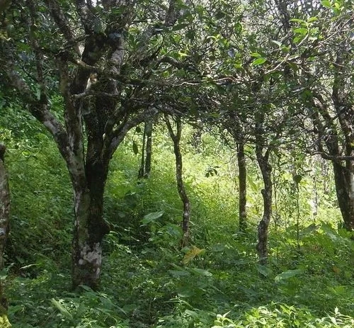 2023年小戶賽古樹春茶價格多少？