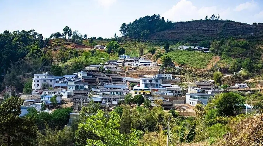 2023年正氣塘古樹春茶口感如何？