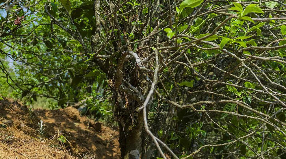 2023年正氣塘古樹春茶特點是什么？