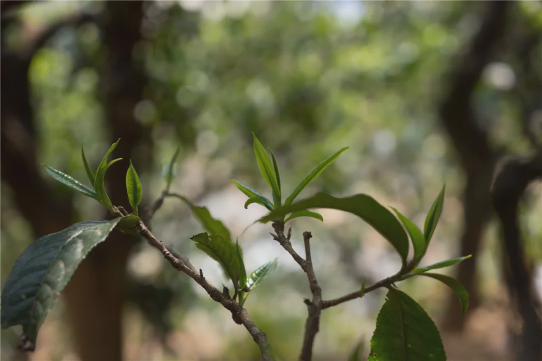 2023年壩糯古樹春茶品質(zhì)如何？