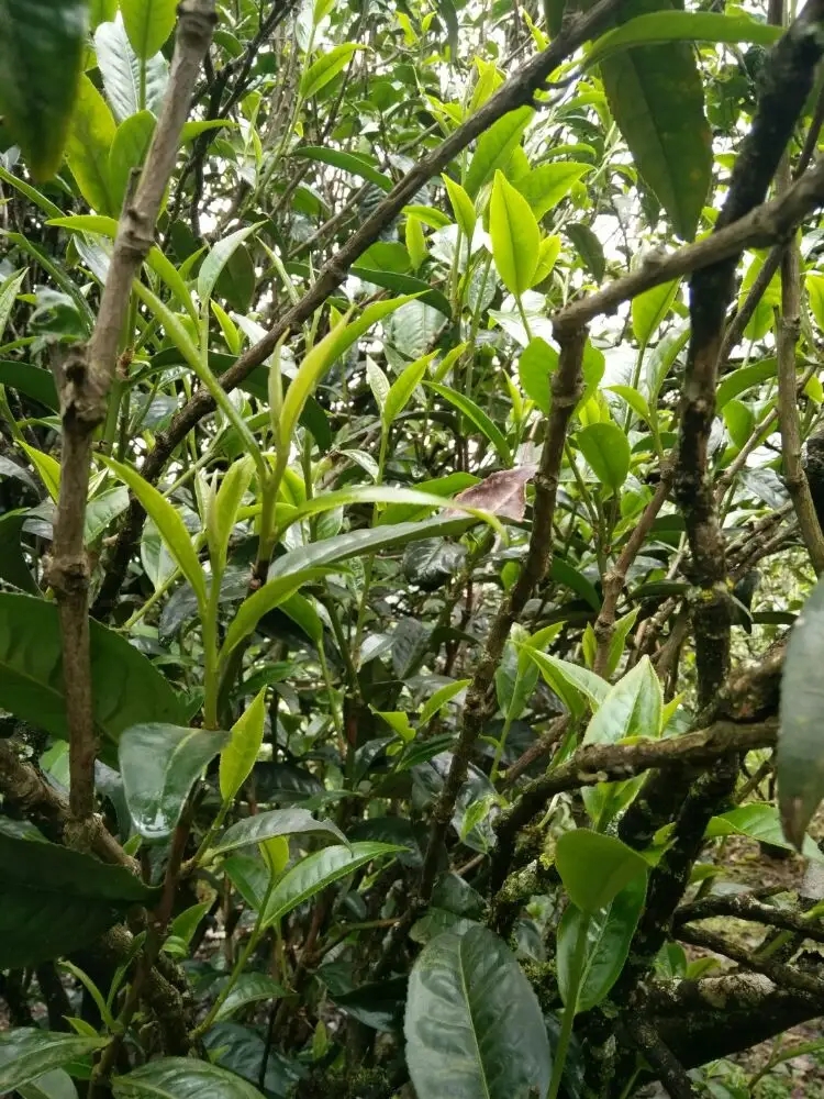 2023年壩糯古樹春茶口感怎么樣？