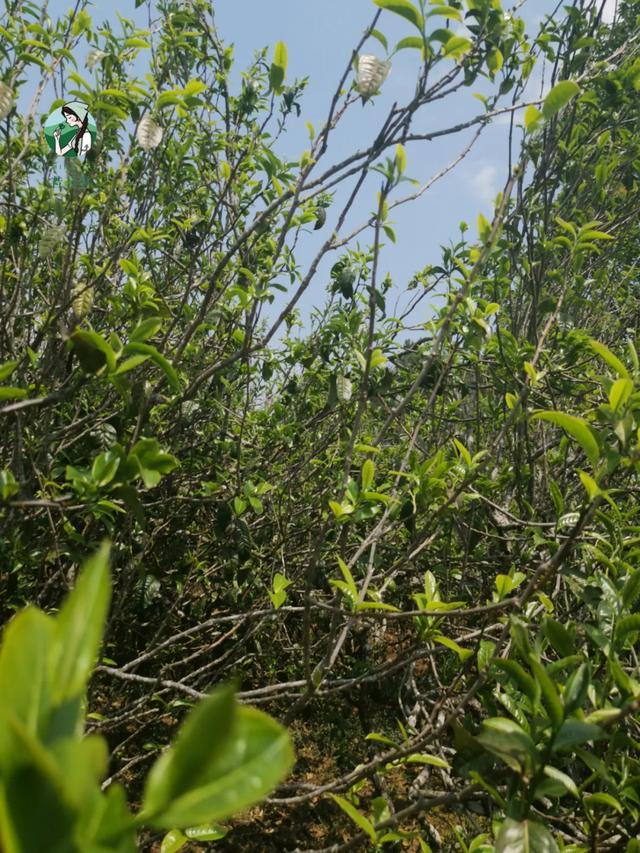 2023年壩糯古樹(shù)春茶價(jià)格是多少？