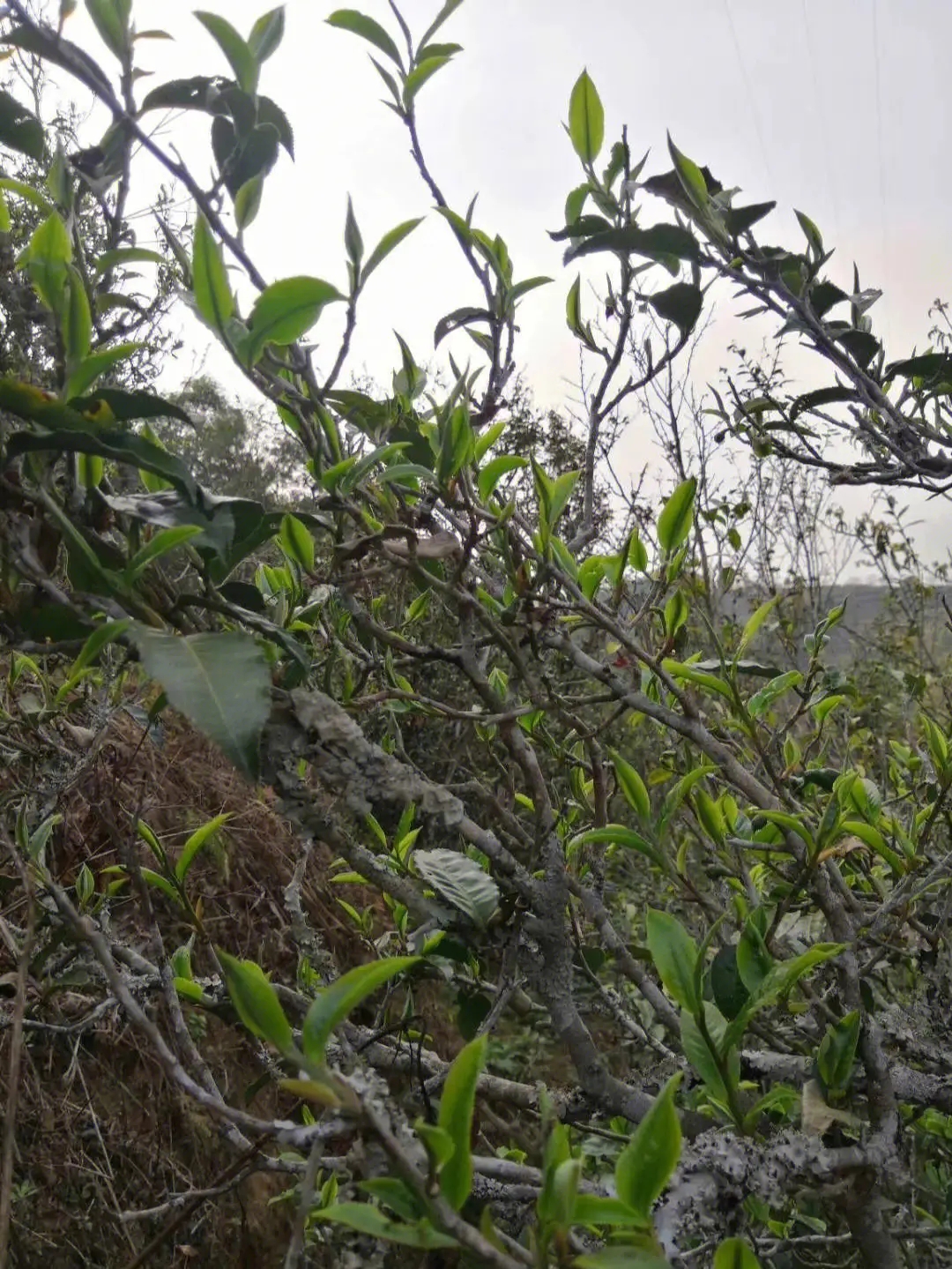 2023年壩糯古樹春茶多少一公斤？