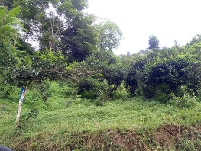 2023年南迫古樹春茶品質怎么樣？