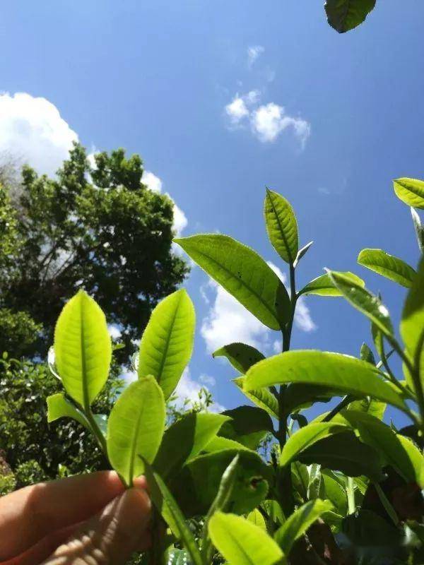 2023年南迫古樹春茶價(jià)格是多少？