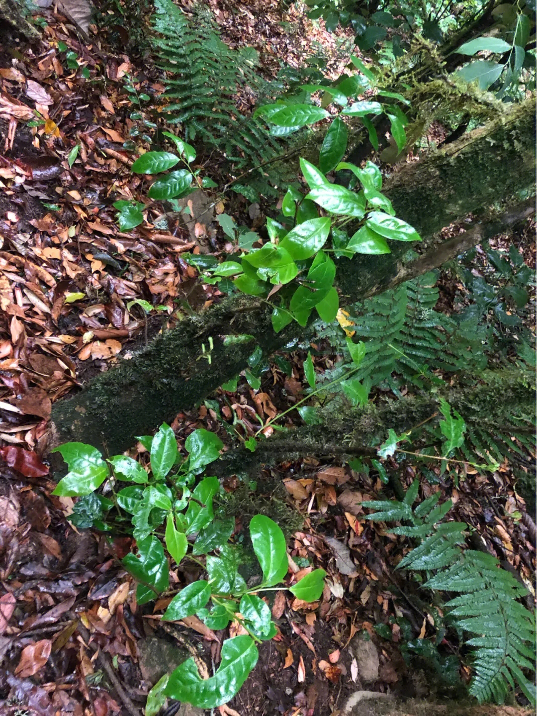 2023年南迫古樹春茶多少一公斤？