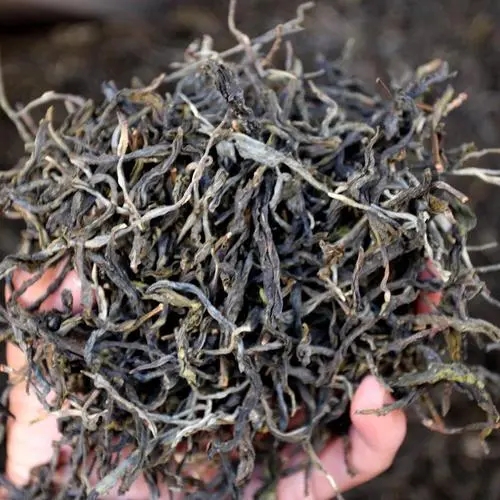 2023年地界古樹(shù)春茶品質(zhì)如何？