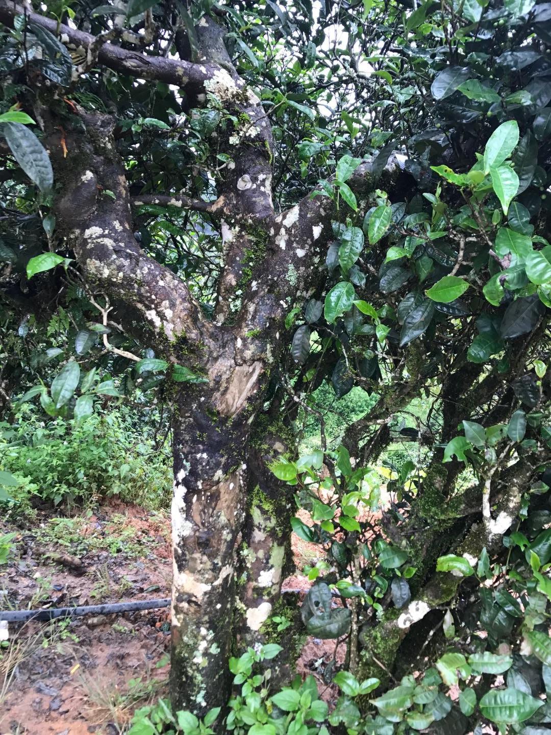 2023年地界古樹春茶價(jià)格是多少？