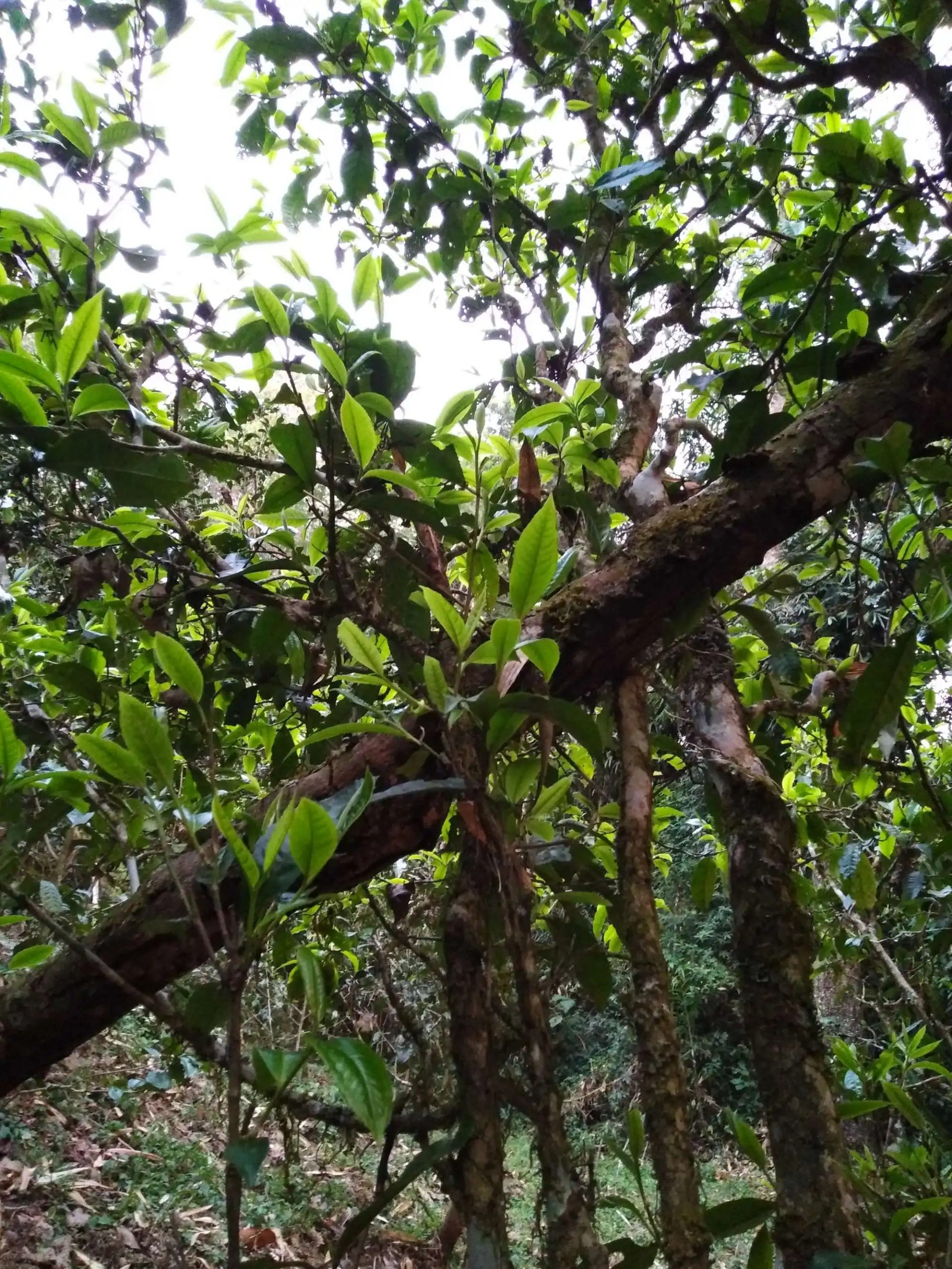 2023年糯伍古樹春茶品質(zhì)如何？