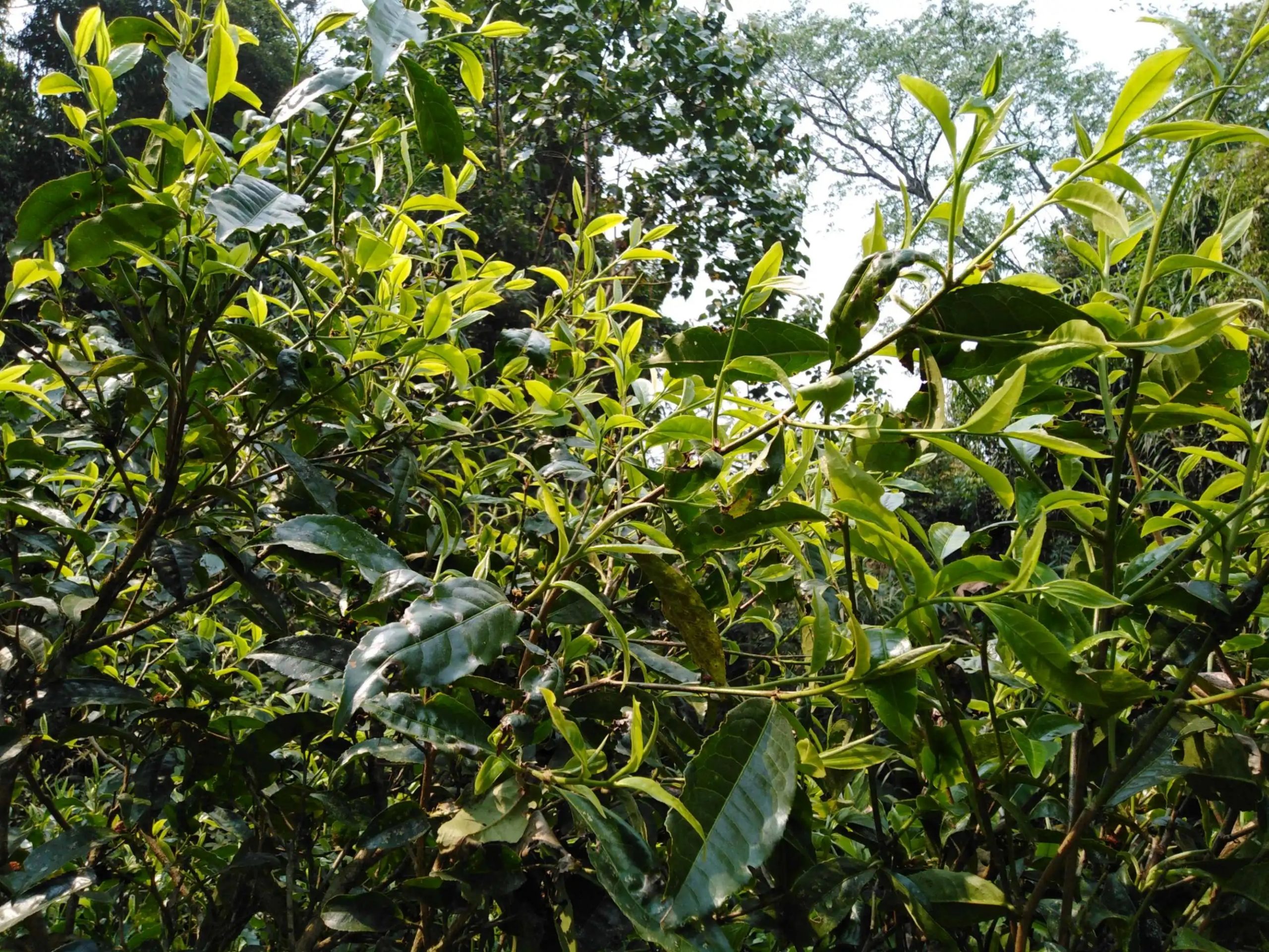 2023糯伍古樹春茶口感怎么樣？