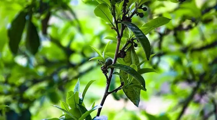 2023糯伍古樹春茶價格是多少？