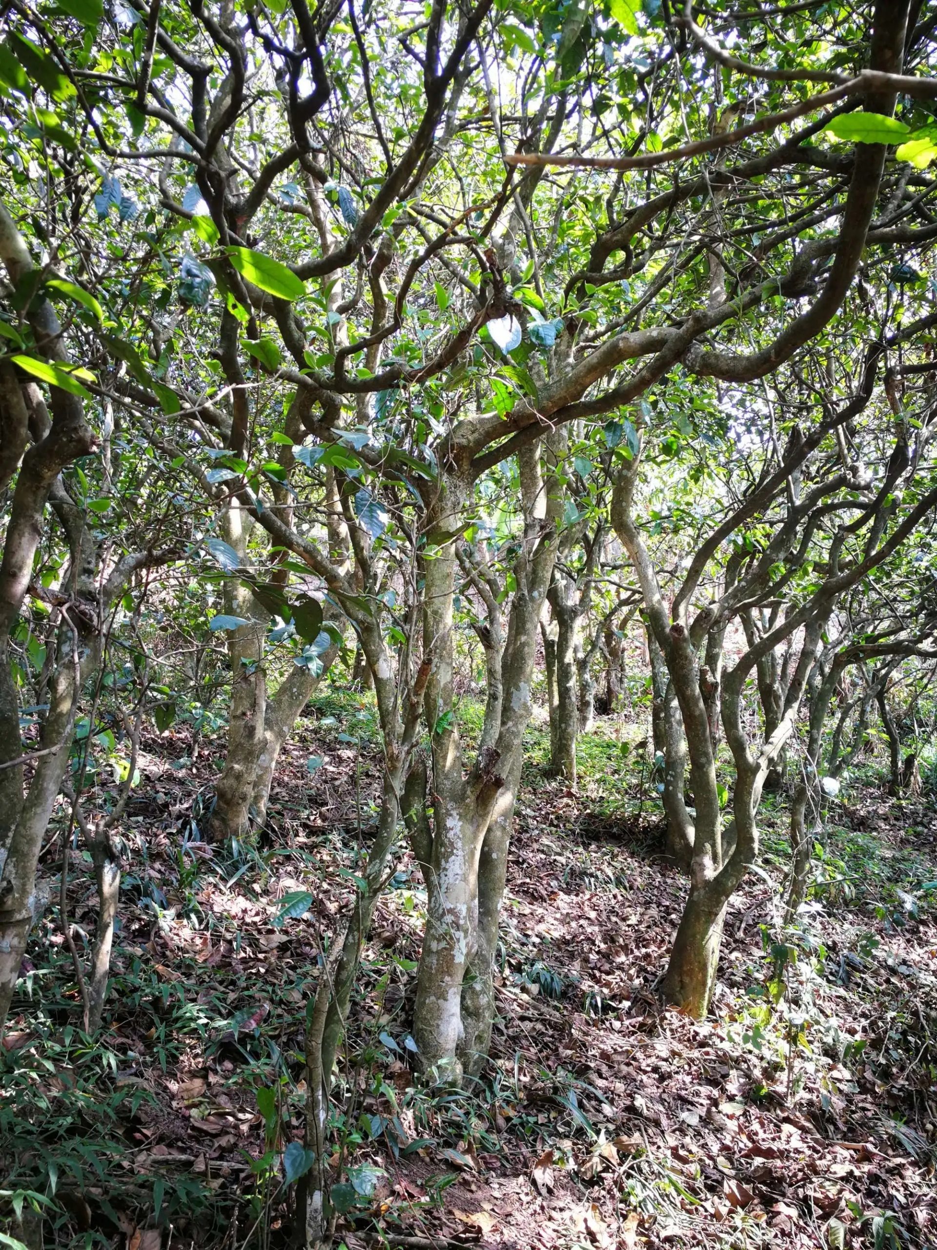 2023年糯伍古樹(shù)春茶多少一公斤？