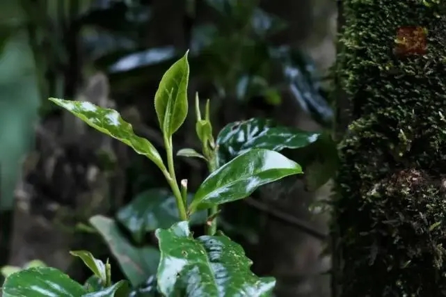 2023年薄荷塘古樹春茶品質怎么樣？