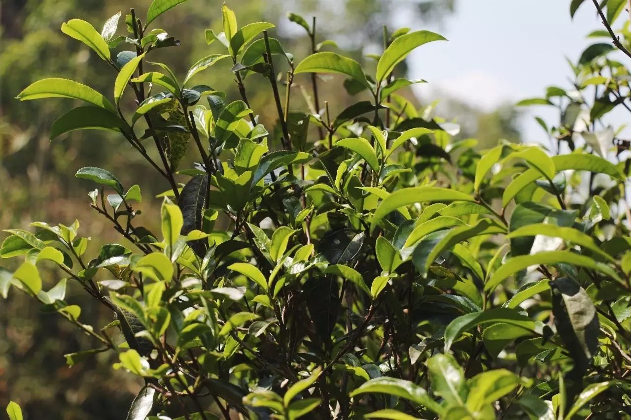 2023年彎弓古樹春茶品質(zhì)如何？