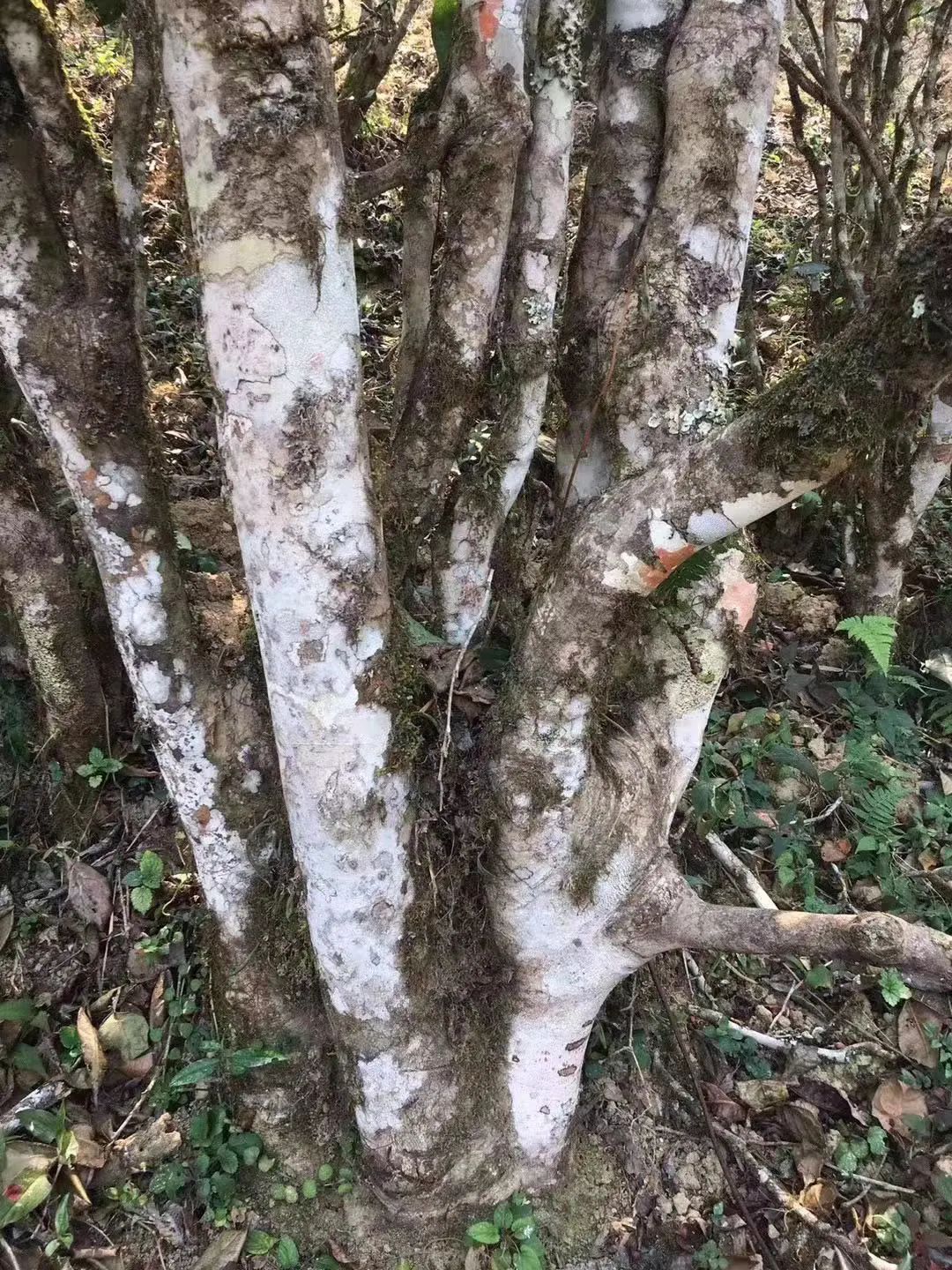 2023年彎弓古樹(shù)春茶口感如何？