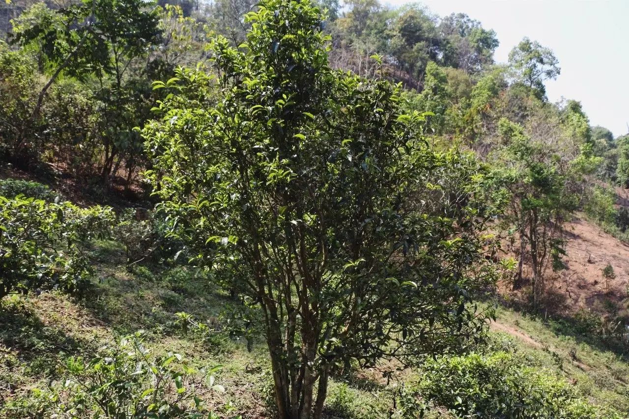 2023年彎弓古樹(shù)春茶價(jià)格是多少？