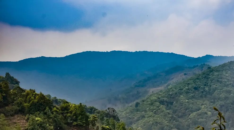 2023年勐庫(kù)大忠山古樹春茶品質(zhì)怎么樣？