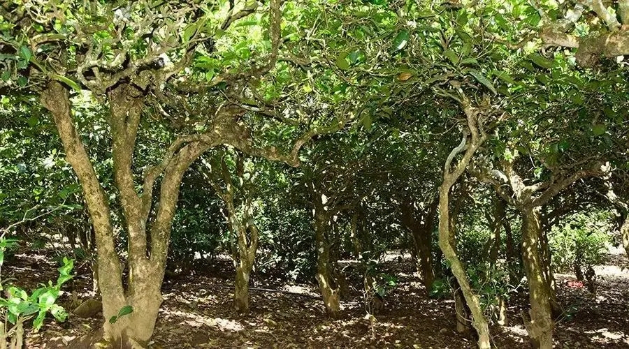 2023年勐庫大忠山古樹春茶多少錢一公斤？