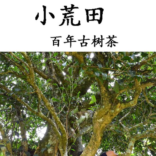 2023年勐庫小荒田古樹春茶特點？